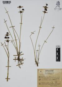 Juncus ebracteatus image